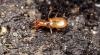 Geotrechus andreae